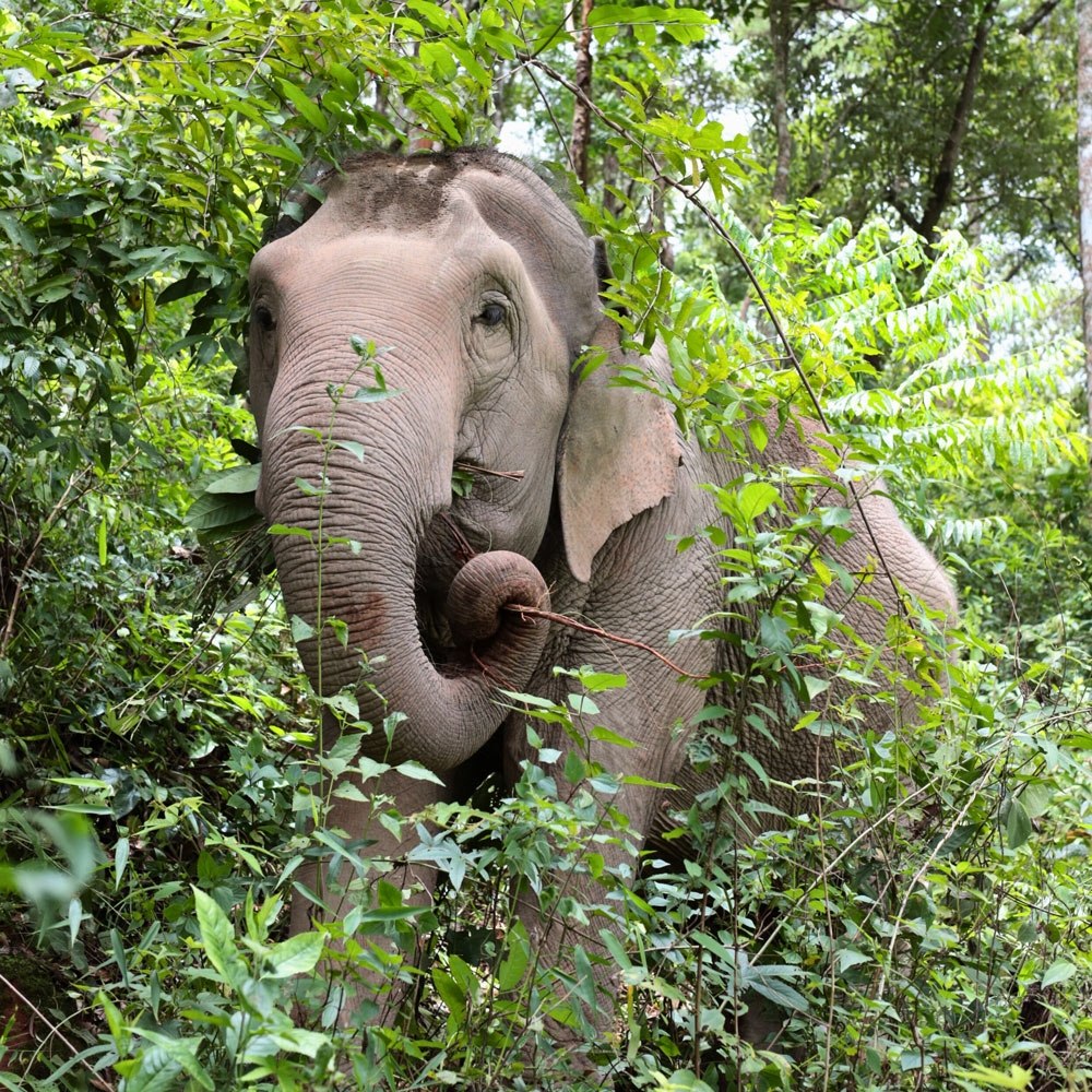 big boy elephant sanctuary majestic creatures.