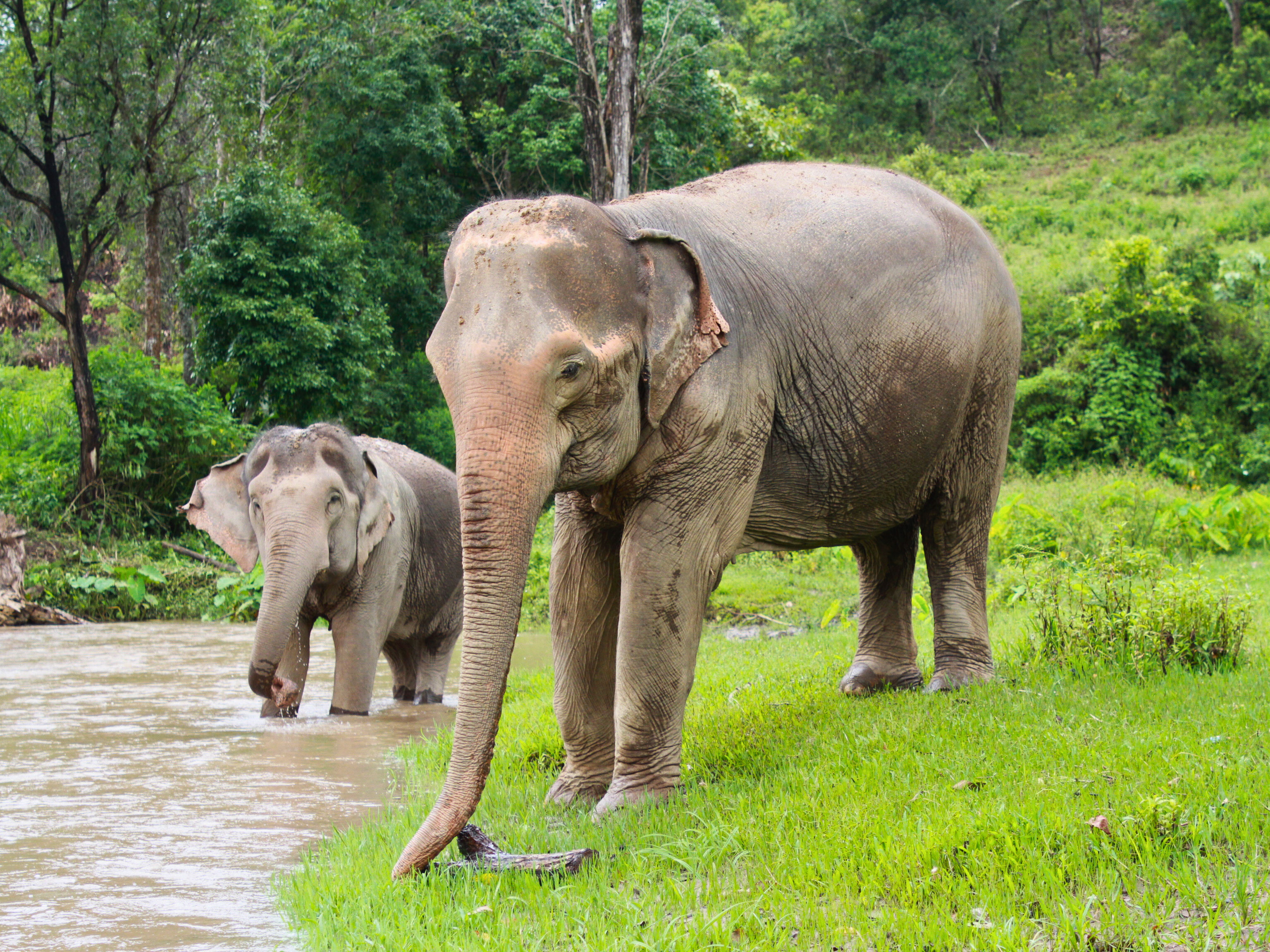 big boy elephant sanctuary visitor