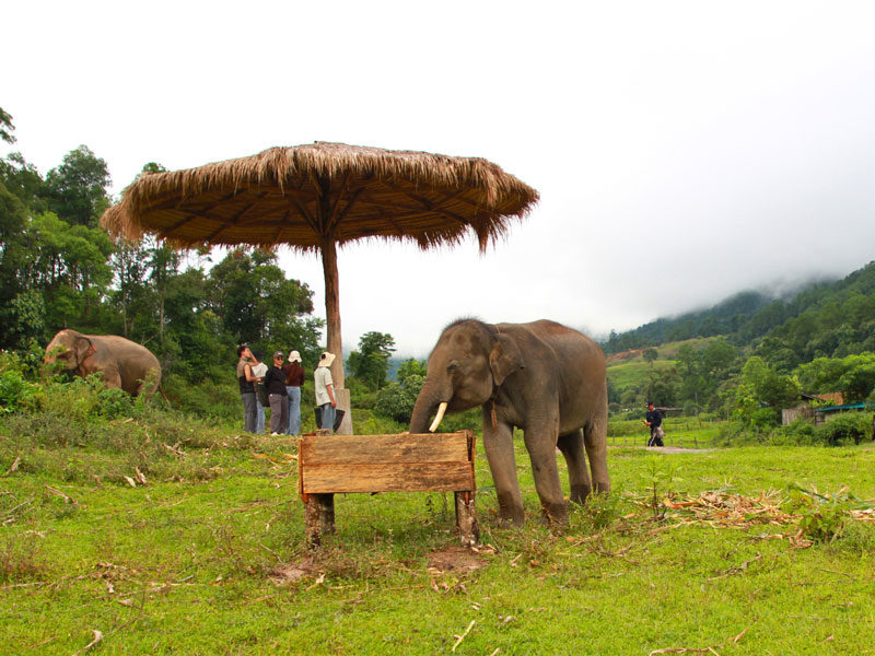 big boy elephant sanctuary visitor