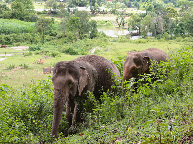 big boy elephant sanctuary visitor