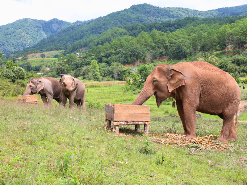 big boy elephant sanctuary visitor