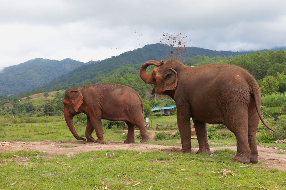 Day for Elephant Half-Day Afternoon