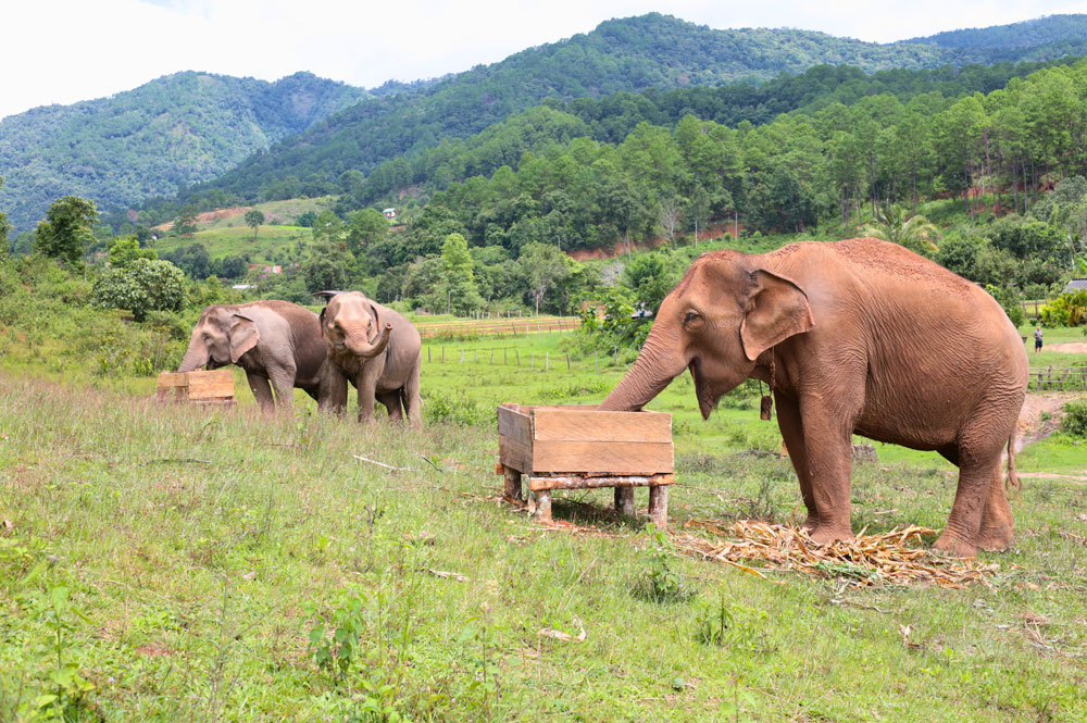 Day for Elephant & Bamboo Rafting Adventure Meets Natural Beauty